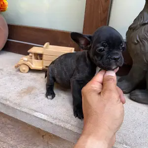 French bulldog male female, Επαρχία Λεμεσού — Λεμεσός - Ζακάκι