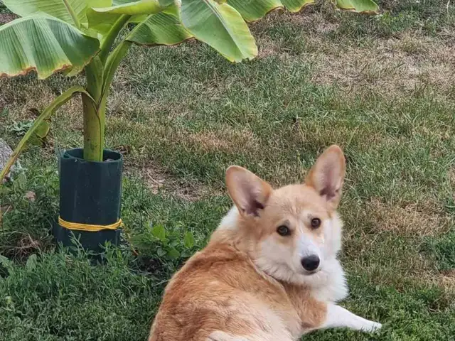 Welsh corgi pembroke puppies, Larnaca — Larnaka - Skala - 7