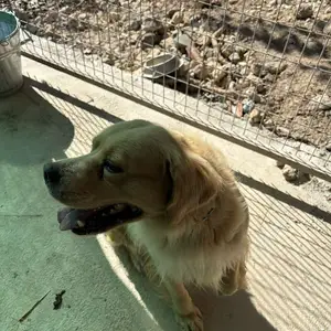 Free labrator dog, Paphos — Mesa Chorio
