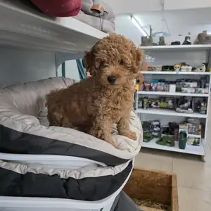 Toy poodle real small, Επαρχία Λευκωσίας — Λατσιά - Άγιος Ελευθέριος