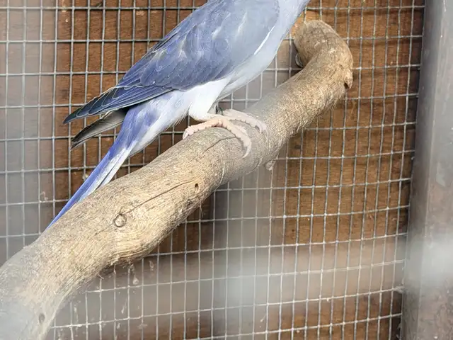 Ring neck violet clear tail, Famagusta — Paralimni