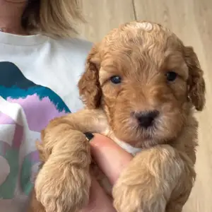 Toy/miniature poodle, Επαρχία Λεμεσού — Άγιος Αθανάσιος