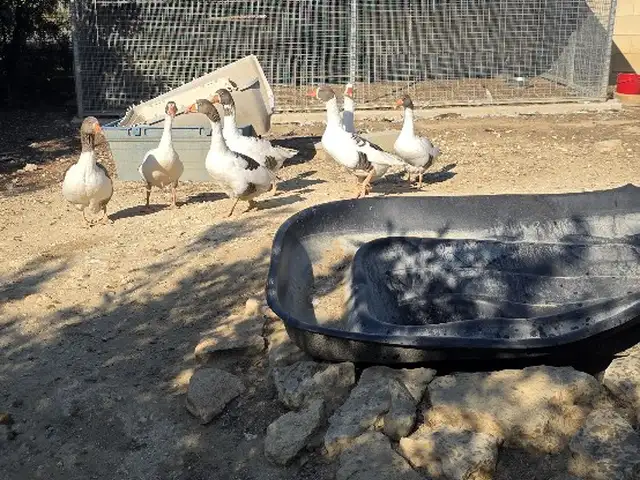 7 goose all together, Επαρχία Λευκωσίας — Δάλι