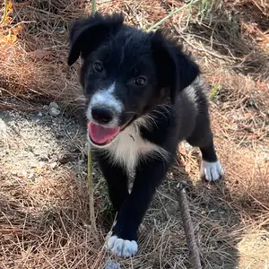 Border collie, Nicosia — Lythrodontas