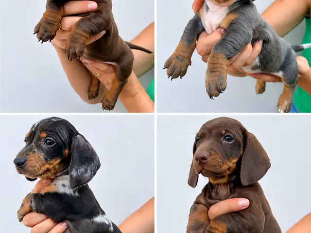 Miniature dachshund puppies, Larnaca — Larnaka - Skala