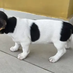 Jack russell, Nicosia — Dali