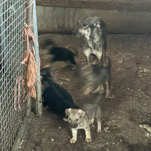 Καθαροαιμα κυπριακα λυκοσκυλακια, Επαρχία Λάρνακας — Αθιένου