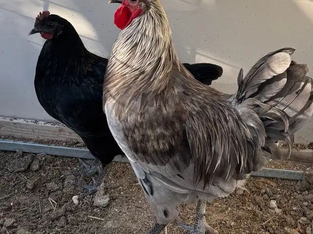 Pure breed silverudds blae from germany 6 months old, Larnaca — Choirokoitia