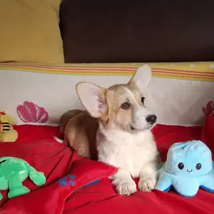 Welsh corgi pembroke puppies, Επαρχία Λάρνακας — Λάρνακα - Σκάλα