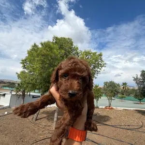 Toy poodle, Επαρχία Λάρνακας — Κελλιά