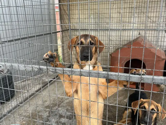German shepherd for adoption, Επαρχία Λάρνακας — Αραδίππου - Απόστολος Λουκάς