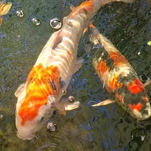 Japanese Ginrin Showa Koi Fish 40cm / Γιαπωνέζικο Κοί - Ginrin Showa, Larnaca — Perivolia Larnakas