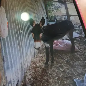 Γαιδουρι θυληκο, Επαρχία Πάφου — Έμπα
