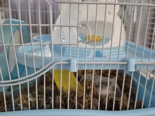 Hamster with cage, Limassol — Potamos Germasogeias
