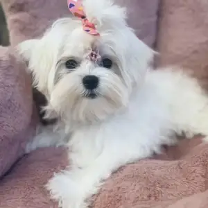 Maltese with pedigree, Επαρχία Λεμεσού — Άγιος Τύχων