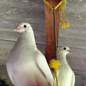 3 white pigeons, Επαρχία Λευκωσίας — Σιά