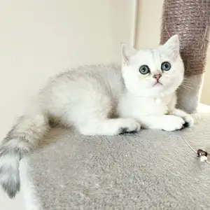 Brittish shorthair kitten, Larnaca — Livadia Larnakas