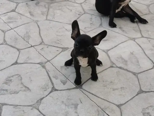 French bulldog, Επαρχία Λευκωσίας — Λατσιά - Άγιος Ελευθέριος