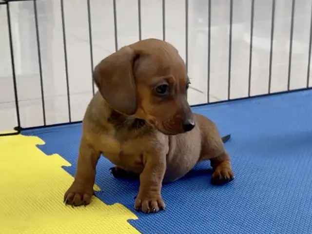 Dachshund, Limassol — Agios Athanasios