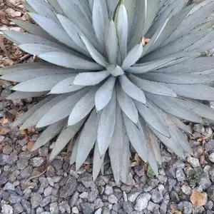 μεγαλα παραπουλειαετοιμα φυτα. Agave macroacantha Μαυράκανθα Αγαύη, Larnaca — Perivolia Larnakas
