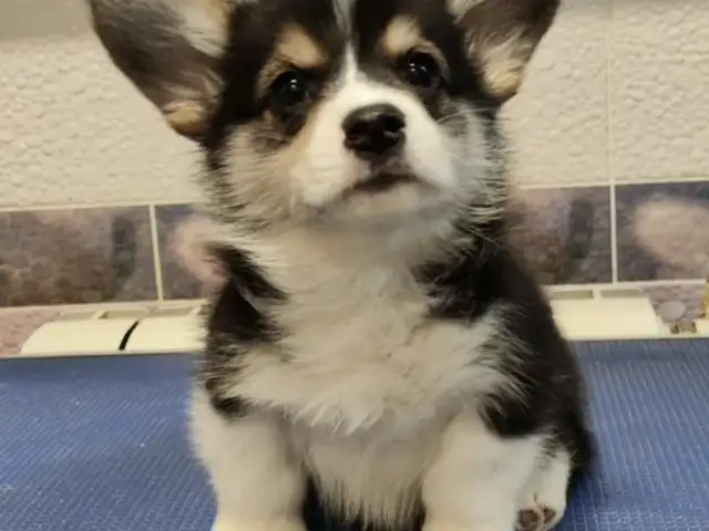 Corgi with pedigree, Επαρχία Λεμεσού — Άγιος Τύχων
