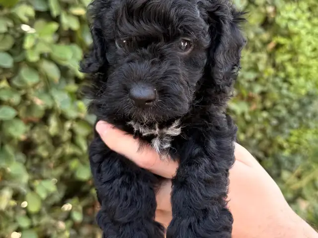Mini poodle puppy, Επαρχία Λεμεσού — Λεμεσός - Αγία Φύλα