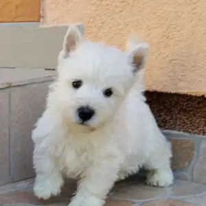 West highland white terrier puppies, Larnaca — Larnaka - Skala