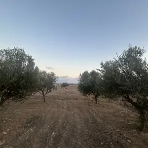 10 olive trees, Larnaca — Kivisili