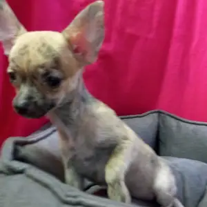 Chihuahua puppy female miniature, Επαρχία Αμμοχώστου — Αγία Νάπα