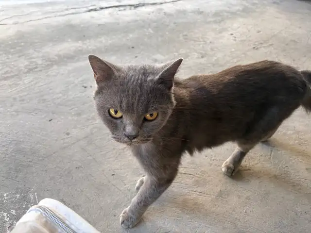 British shorthair, Επαρχία Λεμεσού — Άγιος Αθανάσιος