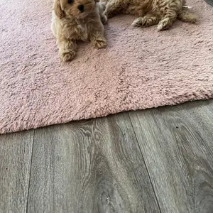 Micro maltipoo f1., Επαρχία Λάρνακας — Ορόκλινη