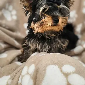 Yorkshire terrier, Larnaca — Pyla