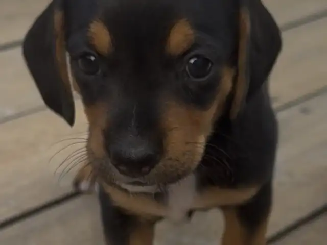 Toy dachshund puppy, Paphos — Kissonerga