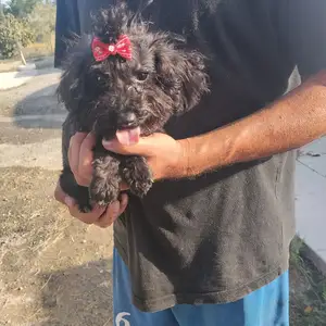 Toy poodle boy, Επαρχία Λάρνακας — Αραδίππου - Άγιος Φανούριος