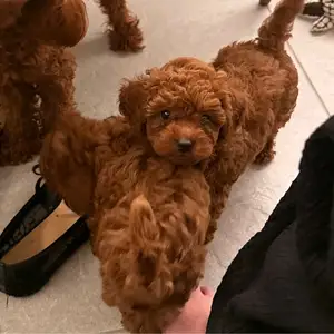 Small toy poodle puppies boy and girl, Επαρχία Πάφου — Τάφοι των Βασιλέων
