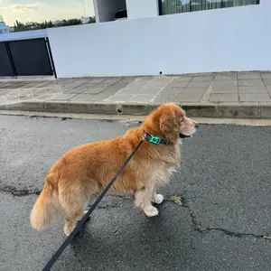 American golden retriever, Επαρχία Λευκωσίας — Λατσιά - Αρχάγγελος Μιχαήλ