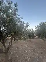 Olive tree, Επαρχία Λάρνακας — Κιβισίλι - 3