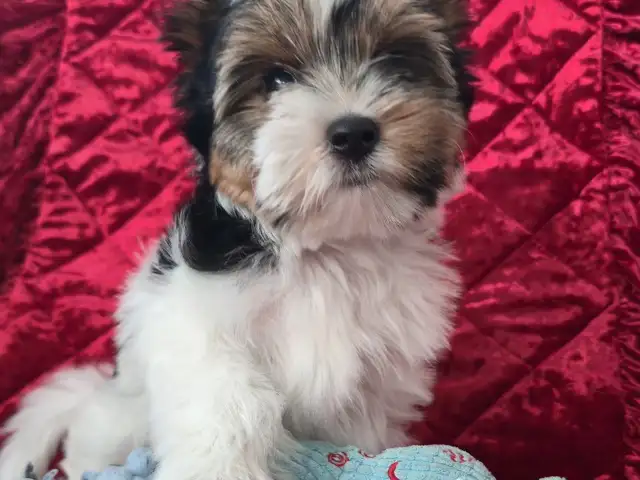 Biewer yorkshire terrier puppy, Limassol — Agios Tychon