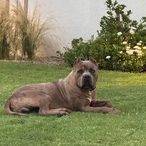 American bully xl abkc, Επαρχία Λεμεσού — Άγιος Αθανάσιος