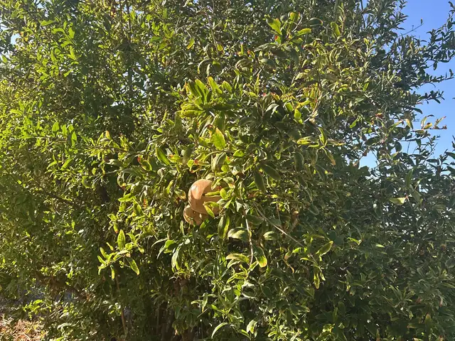 Mature productive pomegranate trees, Επαρχία Λάρνακας — Κιβισίλι