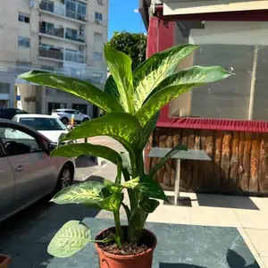 Plant paradise, Επαρχία Λεμεσού — Άγιος Κωνσταντίνος