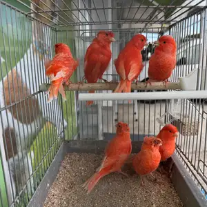 Canaries, Επαρχία Λευκωσίας — Έγκωμη - Μακεδονίτισσα