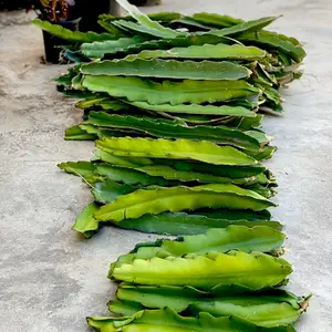 Dragon fruit branches / cuttings, Επαρχία Λευκωσίας — Τσέρι