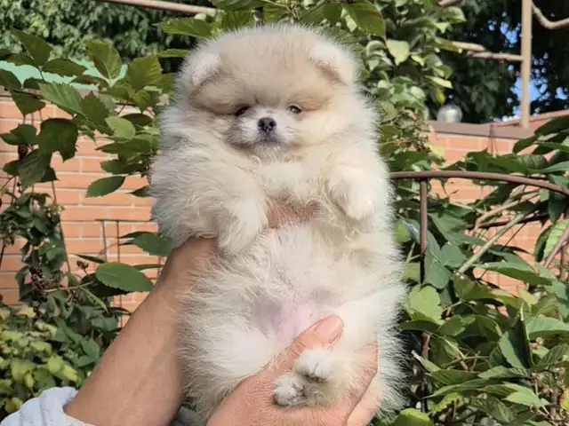 Pomeranian μini, Larnaca — Larnaka - Skala