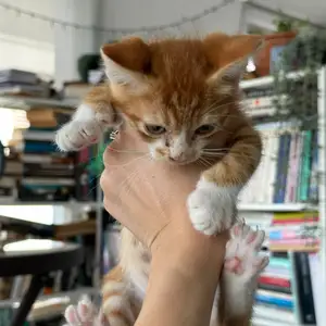 Male kittens 3months old and 5months old, Επαρχία Λευκωσίας — 'Έγκωμη