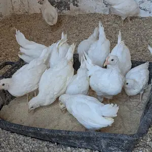 Κότες Λέγκχορν 50 ημερών, Larnaca — Tersefanou