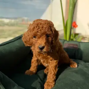 Red toy poodle boy, Επαρχία Λάρνακας — Λάρνακα - Φοινικούδες