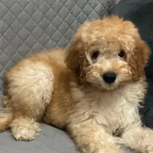 Mini poodle, Επαρχία Λεμεσού — Λεμεσός - Μέσα Γειτονιά