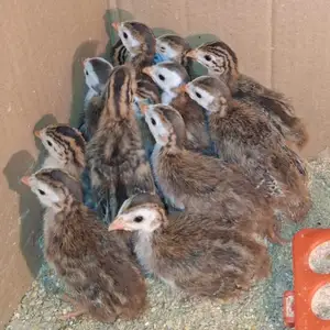 Guinea fowl keets, Επαρχία Λεμεσού — Τραχώνι Λεμεσού