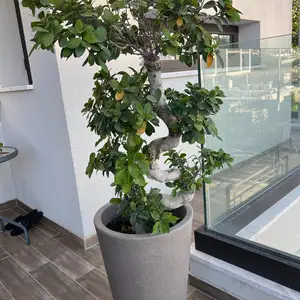 Bonsaï style tree, Limassol — Germasogeia